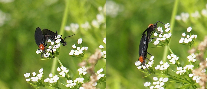 [Two photos spliced together. On the left the two bugs create a vee as the both are leaning down opposite sides of the flower blooms. The bugs have red bodies and long black wings. They are joined at their tail ends and are eating from white flowers which are individually smaller than their bodies. The flowers are in bunches at the end of stalks (which is how they grow). On the photo on the right the bugs are in a straight line as one bug eats from one flower bunch and the other is on a different flower bunch. ]